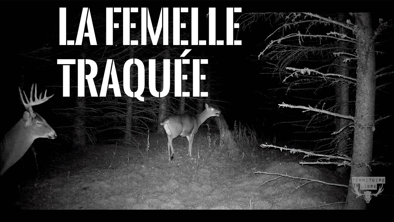 Femelle chevreuil traqu&eacute;e - TERRITOIRELIBRE - 2024