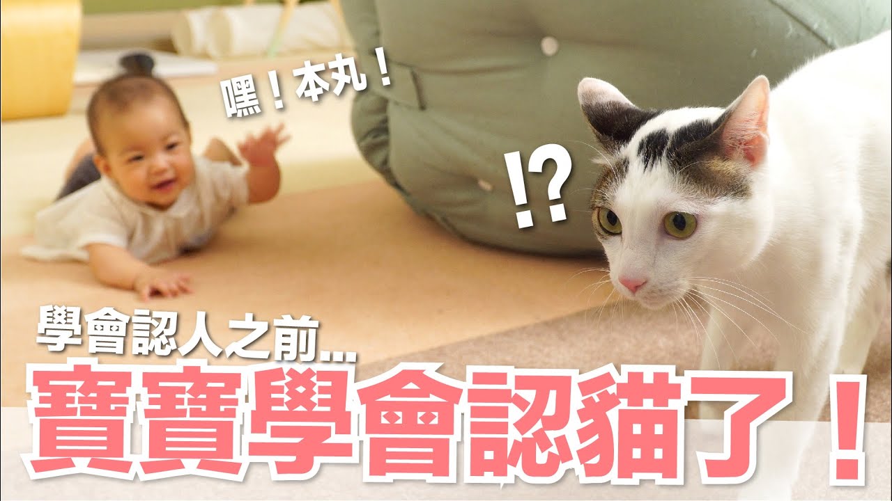 【小貓奴養成記EP13】寶寶學會認貓了！在學會認人之前...
