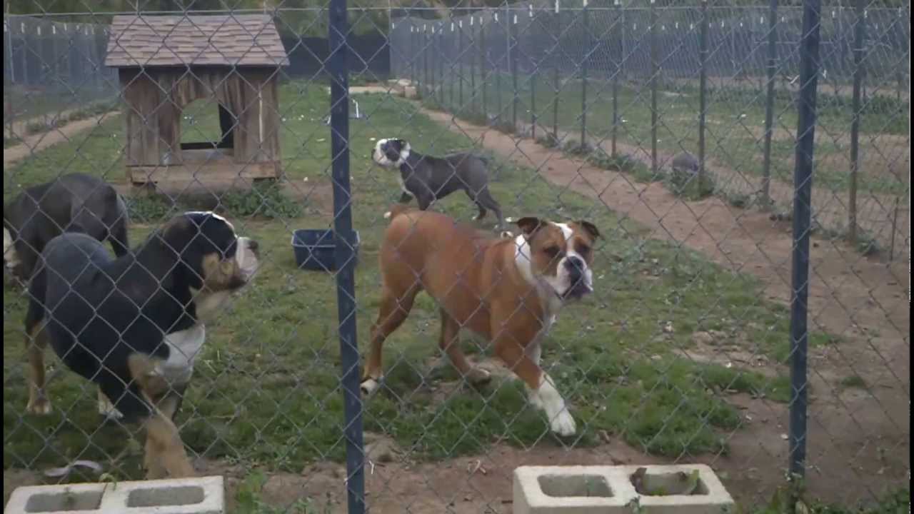 Olde English bulldogge farm
