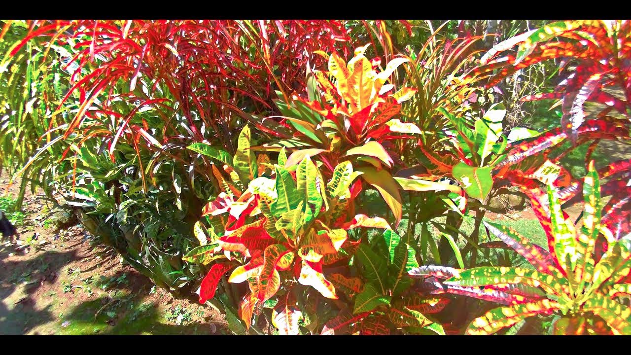 SPECTACULAR CROTON PLANT GARDEN WITH PLANTITA MOTHER
