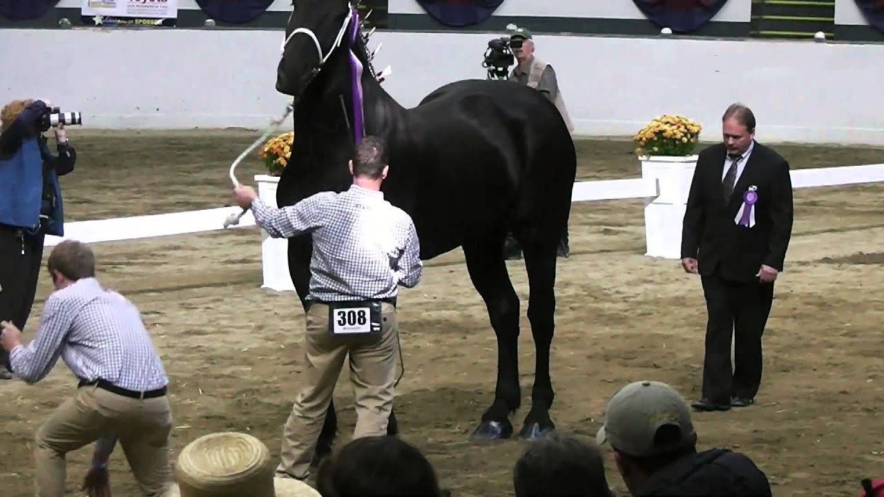 2014 World Percheron Congress Supreme Champion Percheron Selection