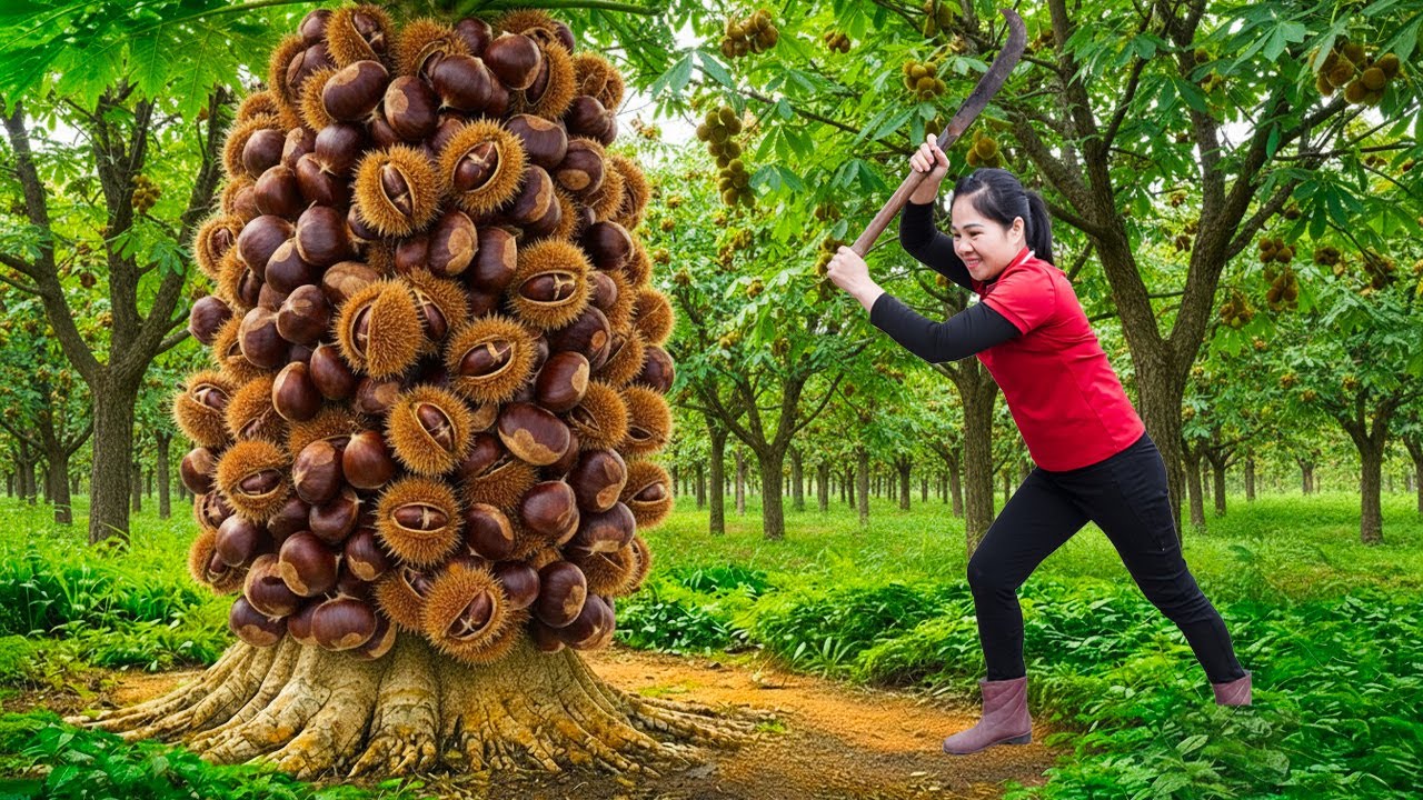 Harvesting A Lot Of Sweet Nutritious Chestnuts & Goes To Market Sell | Peaceful Slow Living