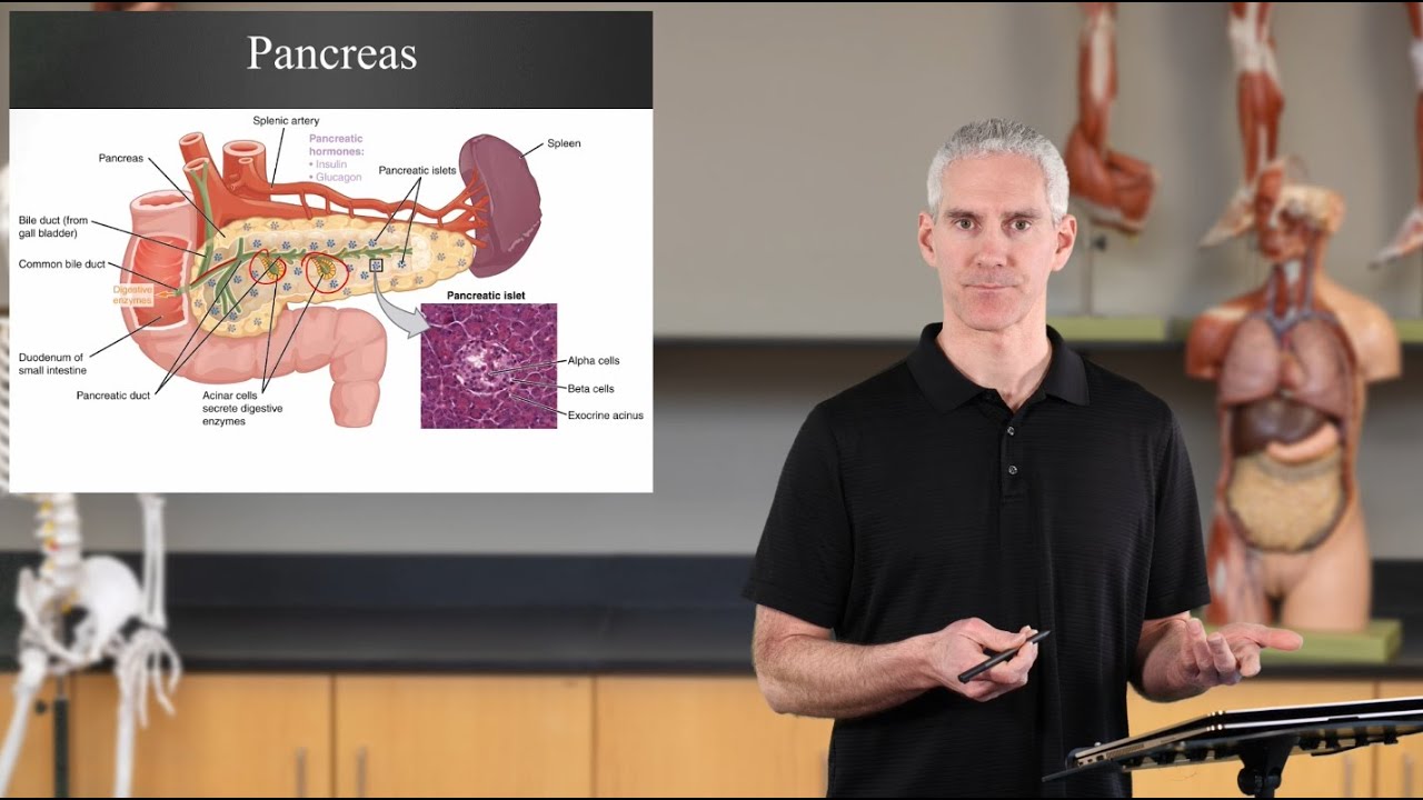 Pineal Gland and Pancreas (Ch17 Endocrine - Slides81-88)