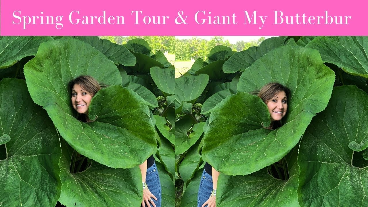 A tour of my gardens in spring and what they will look like in summer