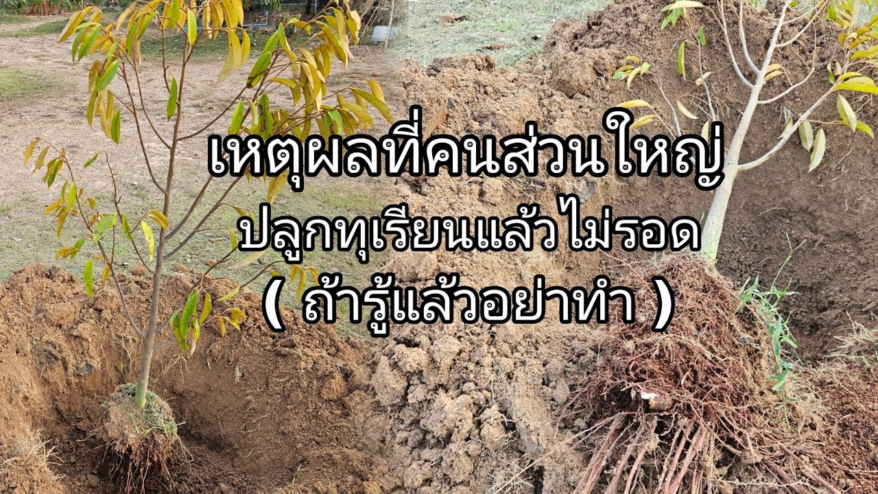 สาเหตุ​ที่คนปลูกทุเรียนแล้วไม่รอด​ (ถ้ารู้แล้วอย่าทำ)​