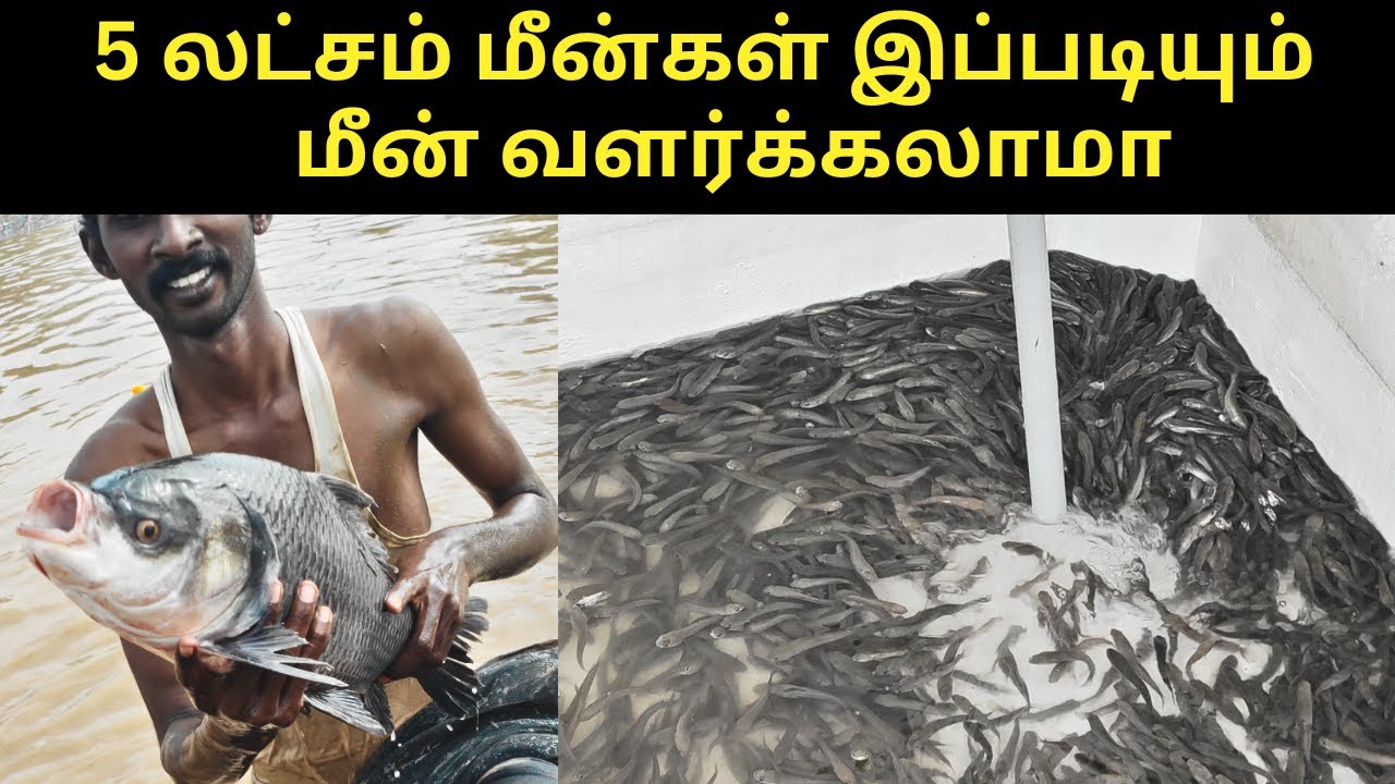 லட்சங்களில் வருமானம் குட்டை,ஏரி,தொட்டி மீன் வளர்ப்பு| cement tank murrel fish farming