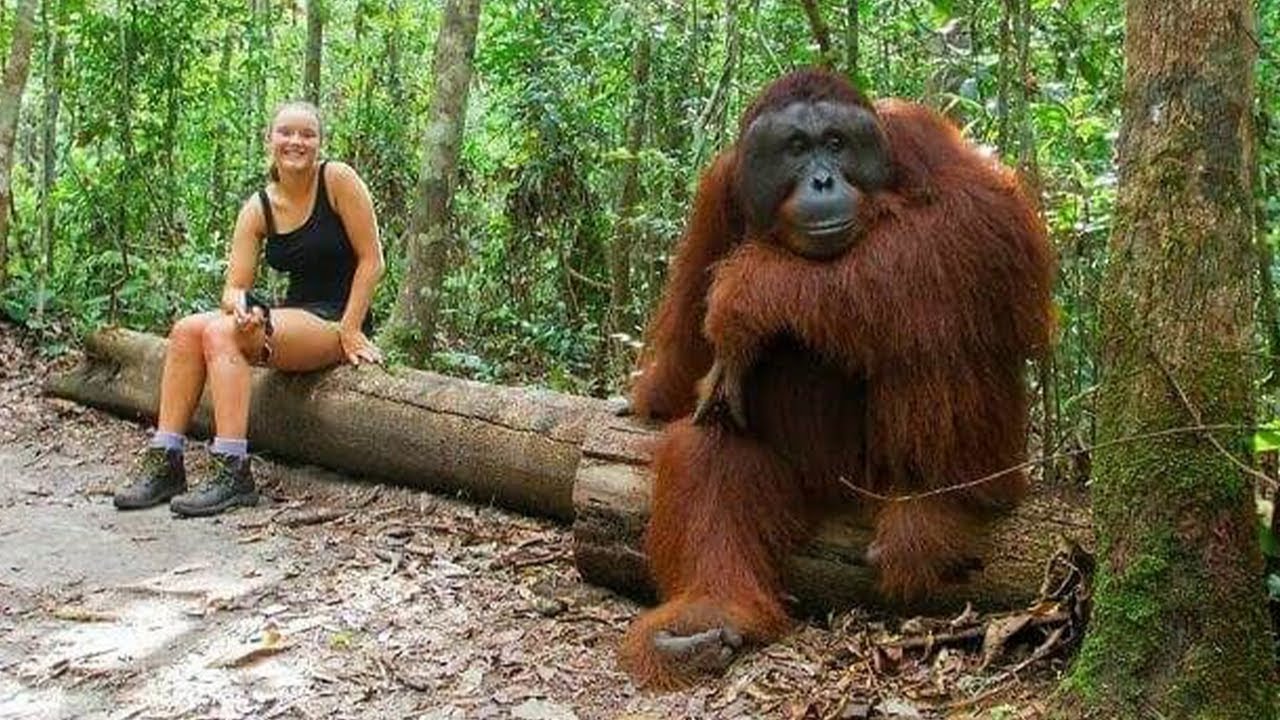 Try Not to Laugh! Hilarious and Funniest Animal Videos of the Year 😂