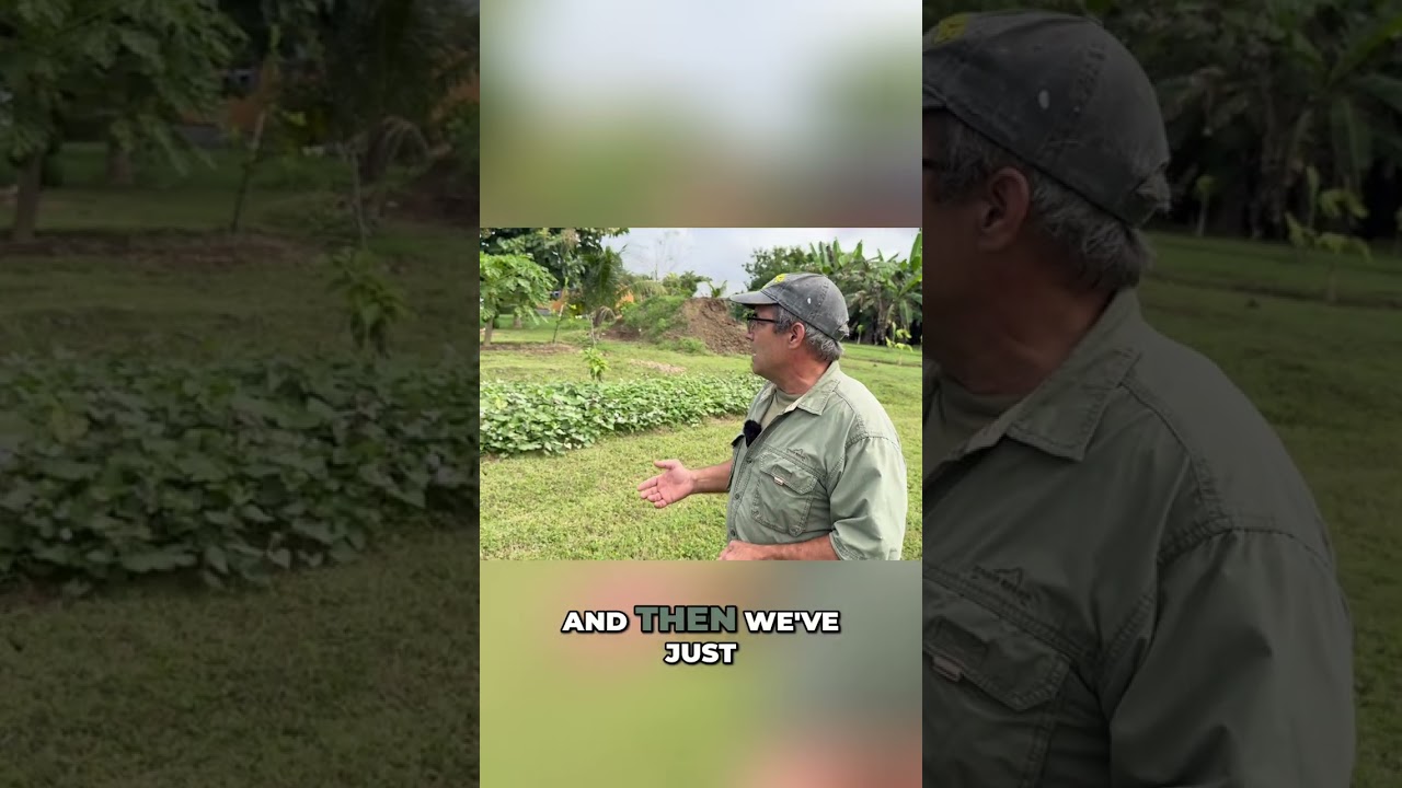 Grow Tropical Sweet Potatoes & Yams: Taste the Difference! #shorts