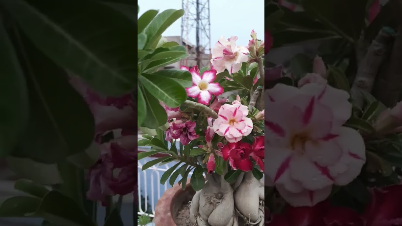 MY BIG ADENIUM PLANT WITH MULTY COLOR FLOWERING