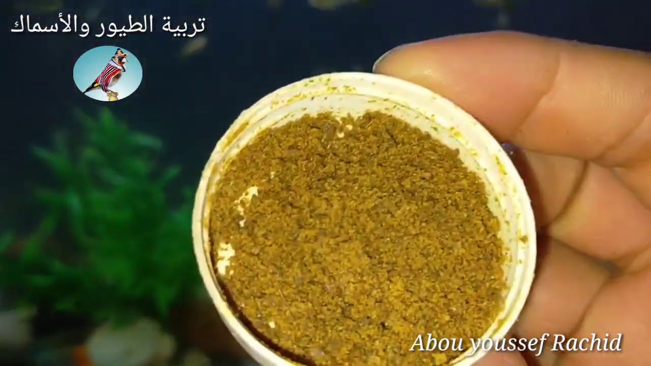 الأكل المفظل لأسماك الجوبي الذي تتكاثر بسببه( Guppy)