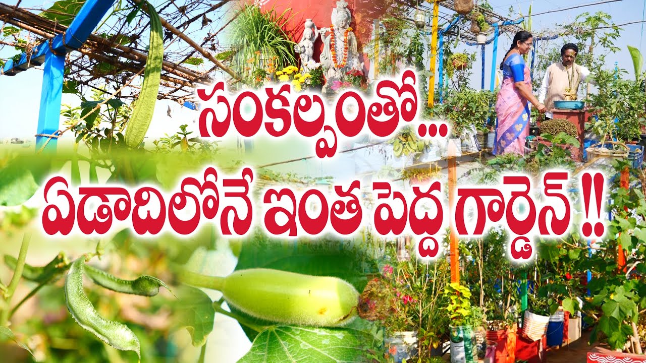 ఇంటిపైనే పిక్నిక్ స్పాట్ సృష్టించారు | Beautiful terrace garden with variety plants | S Aadilakshmi