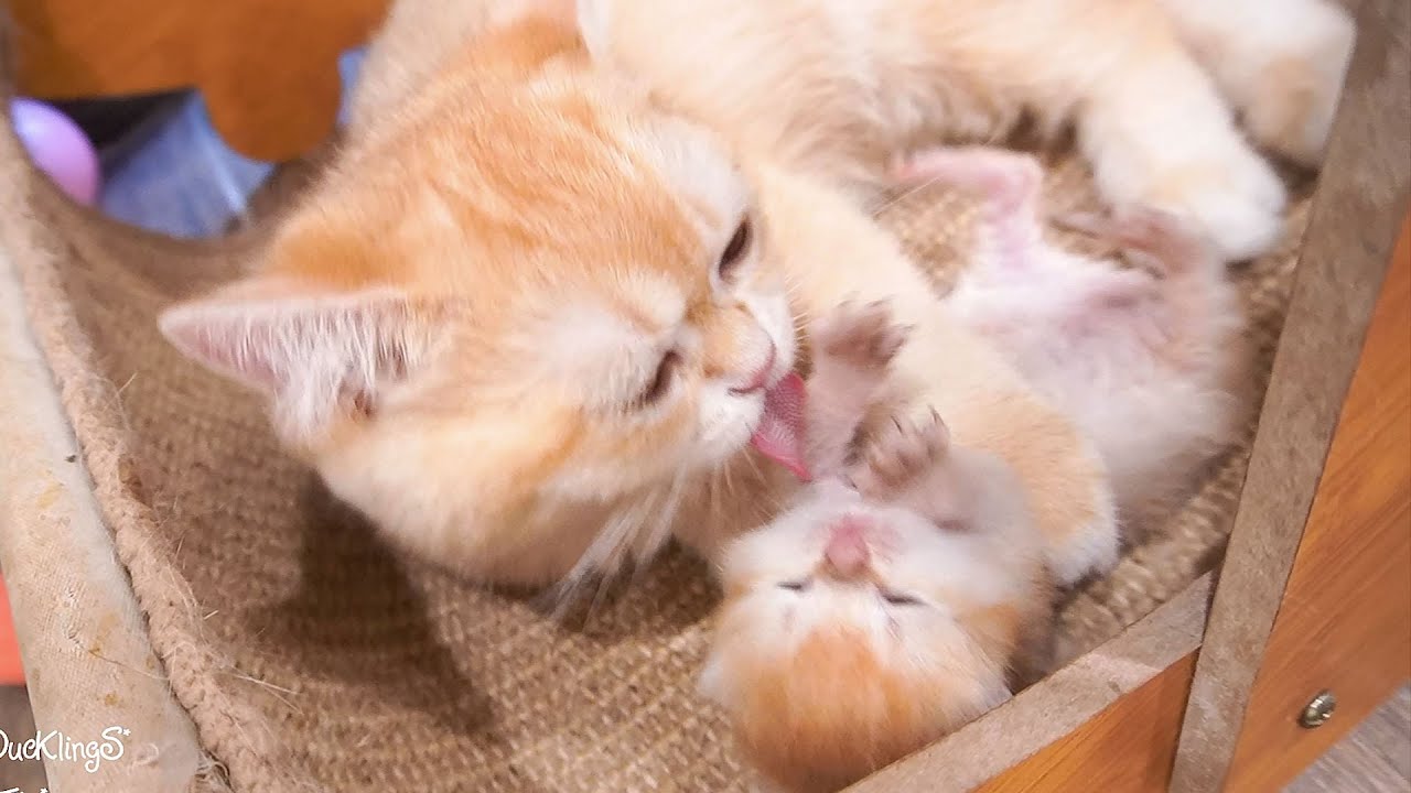 Sister Violin cat takes care of the kittens like they are her own, so sweet and cute