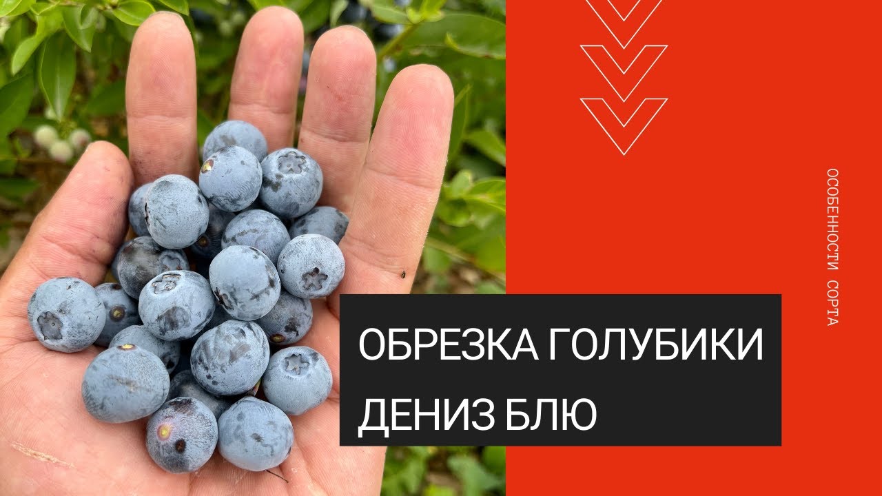 Обрезка сорта Дениз Блю