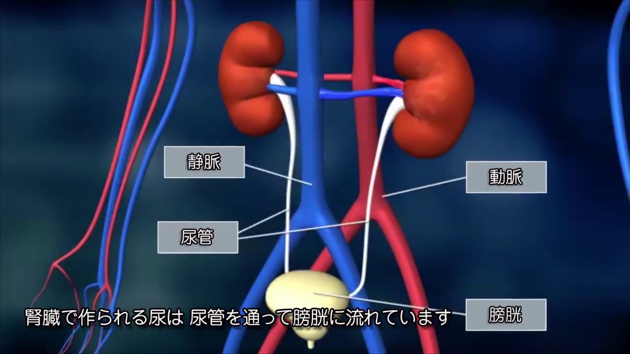 【バイエル サイエンスビデオ】知っておきたい、腎臓のはたらき
