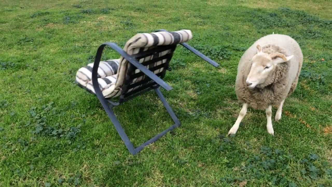 Sheep Vs Chair!