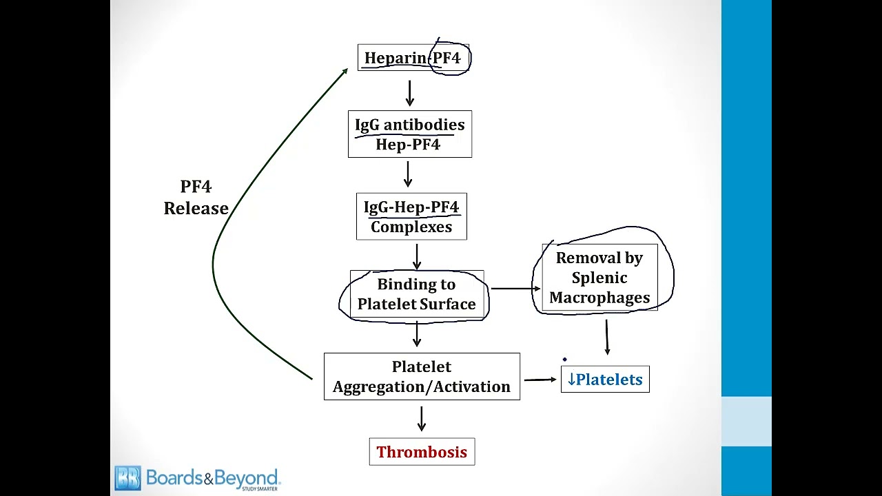 Hematology USMLE Step 1 — Anticoagulant Drugs — Boards and Beyond