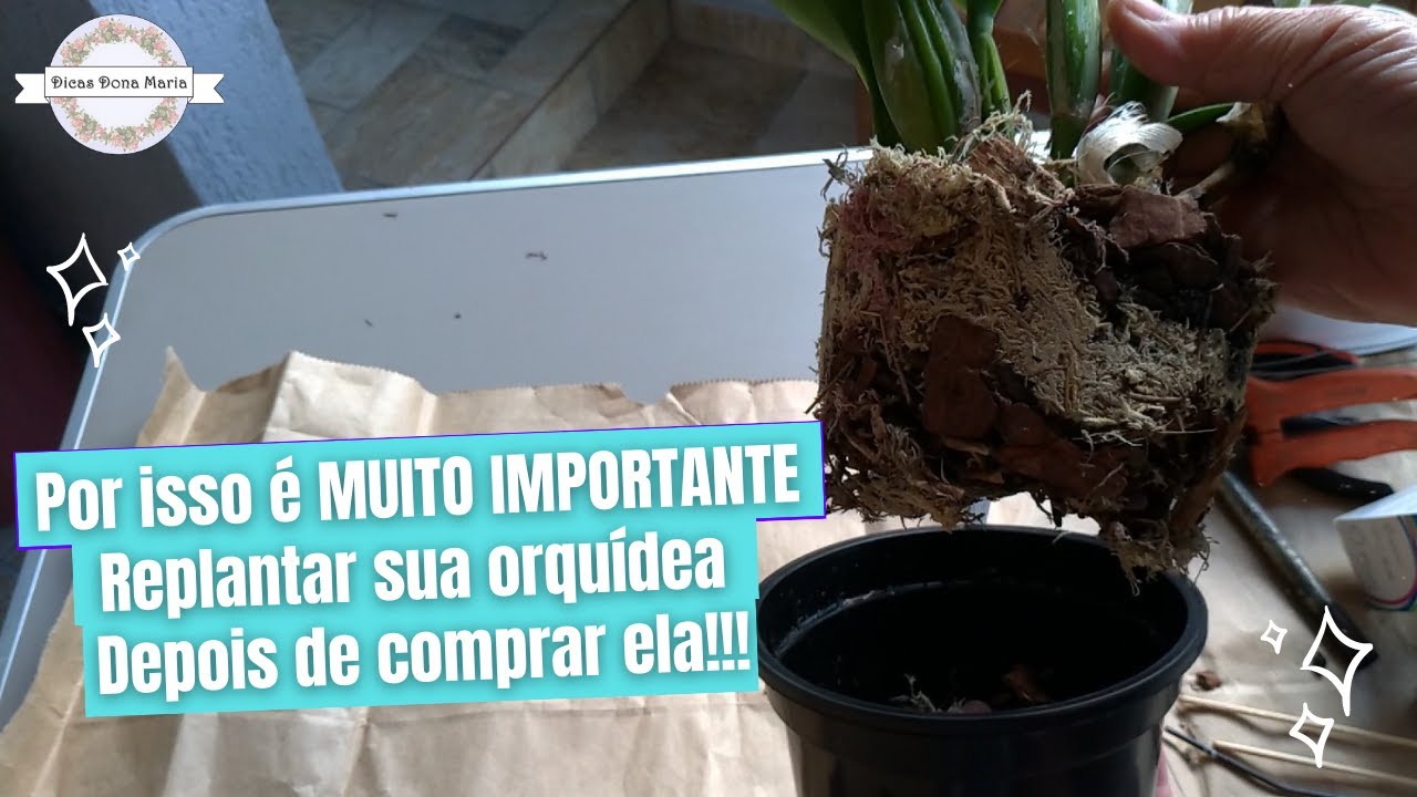 Dicas Dona Maria - Por isso é MUITO IMPORTANTE Replantar sua orquídea Depois de comprar ela!!!