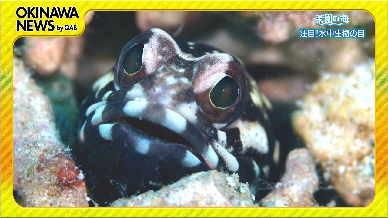 楽園の海　「注目！水中生物の目」