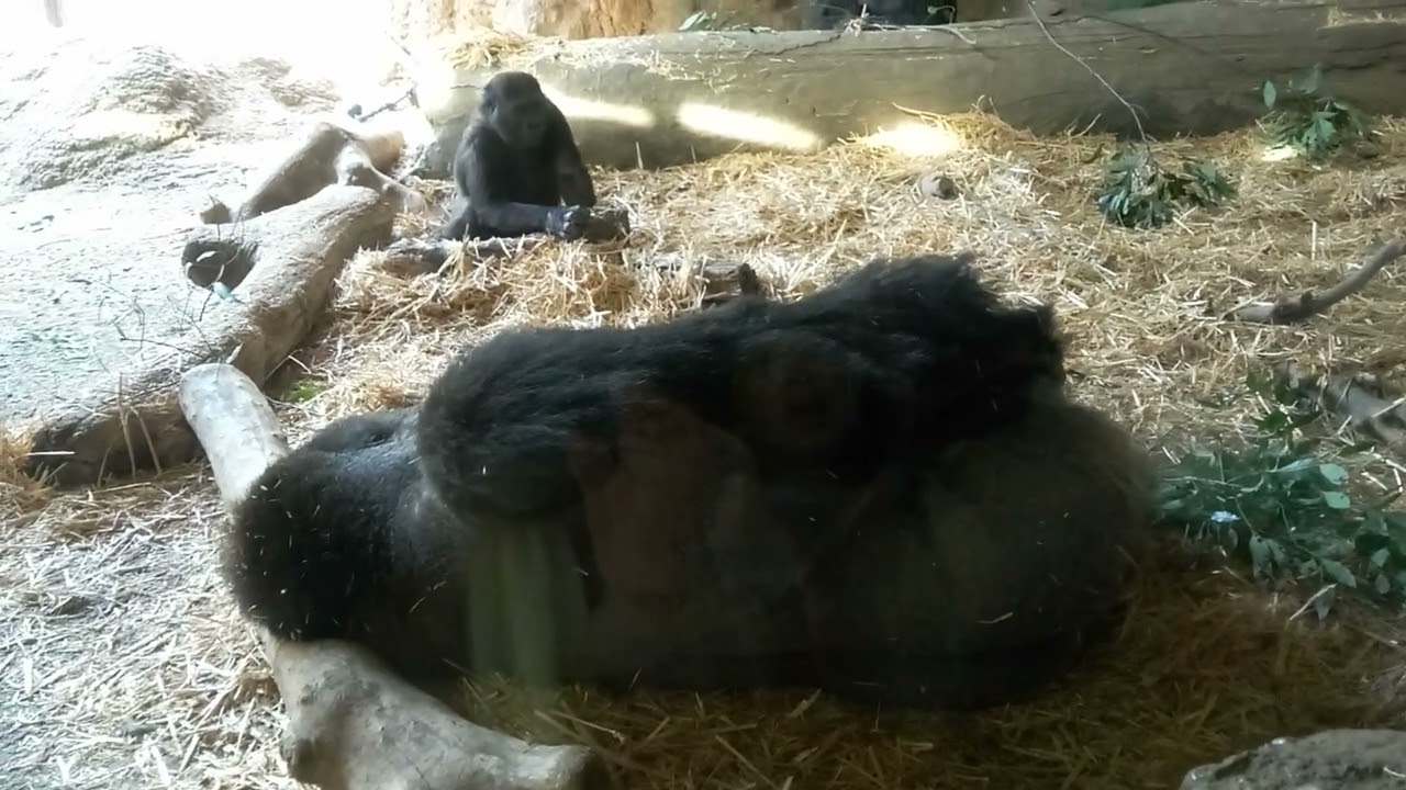東京、上野動物園（パパが寝ている側で、一人遊ぶスモモちゃん）大きな身体で横になっている、シルバーバックのパパさん、その回りで、そ～っと遊ぶ娘のスモモちゃん．．．
