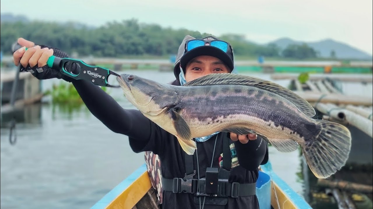 GIANT SNAKEHEAD STRIKE MOMENT! @Waduk Jatiluhur 