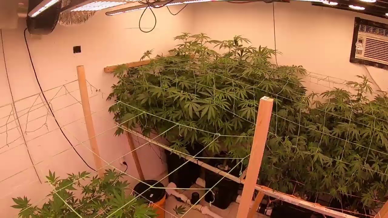 Lights out with Loki 07:02:19