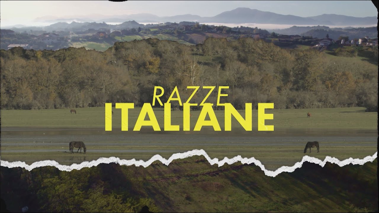 RAZZA ITALIANE: CAVALLO LIPIZZANO (11/02/2024)