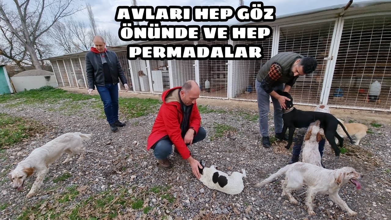 BAYRAK LARDAN  SCR Lİ İNGİLİZ SETTER IRKI AV KÖPEKLERİ AVCILIKTA AYRI Bİ MERAK
