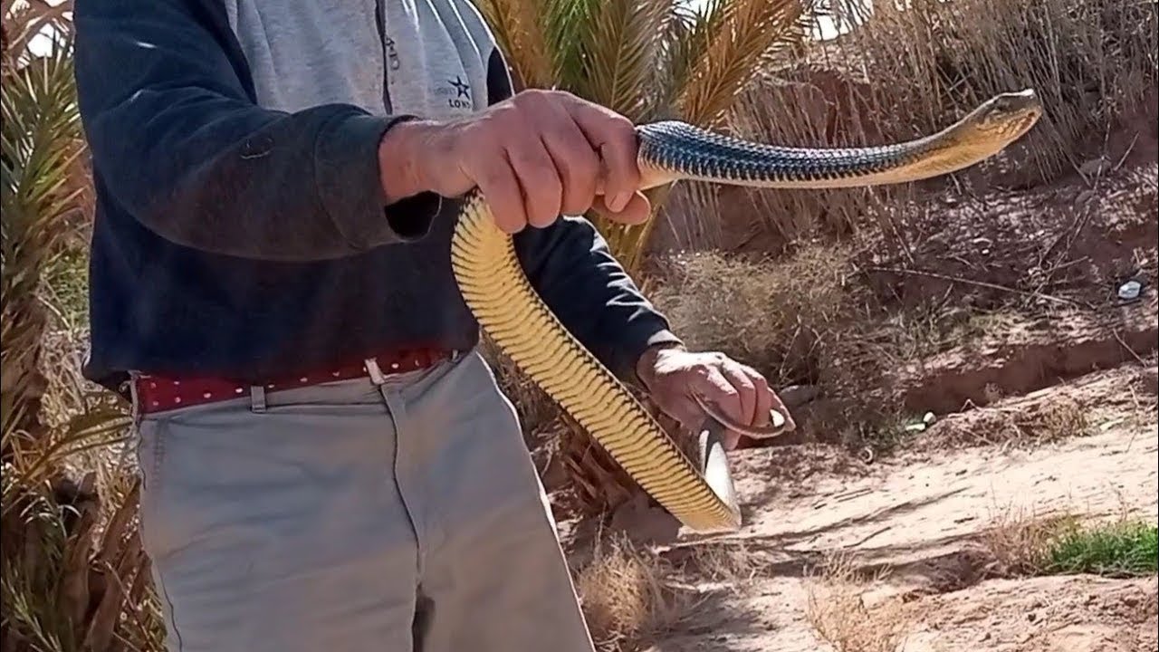 Hunting Trip 🔥 Puff & Bloat &ndash; Extreme Snake Hunting Adventure 🐍😱