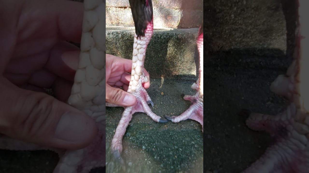 đón ra lối đá của gà bằng cách nhìn cặp chân , bản vảy của gà .