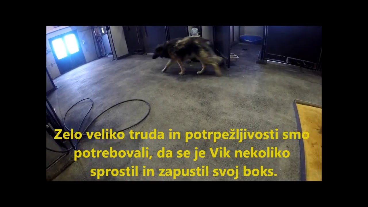 Vik