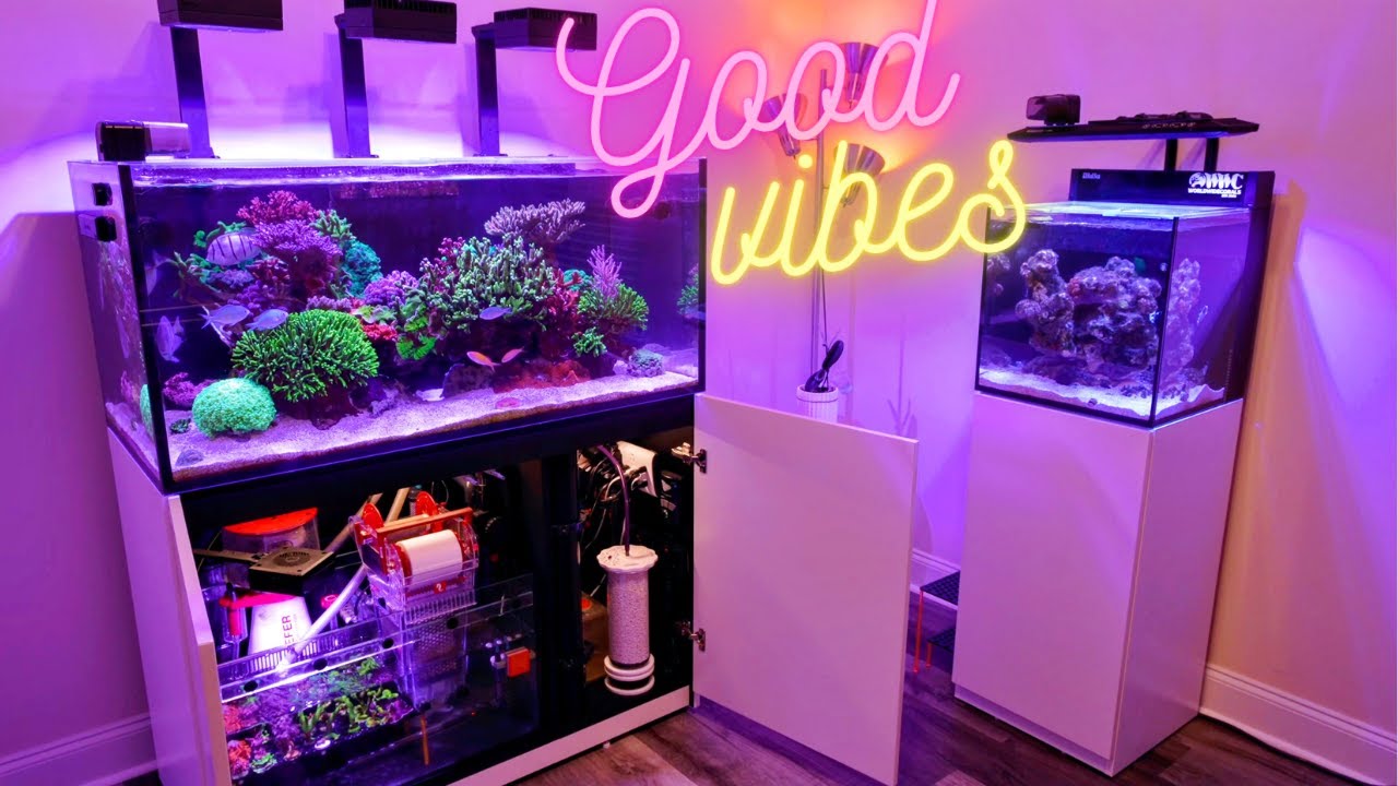 Reef Tank Talk - Episode #14 - Anemone / SPS Corals / Baby Clown Fish EGGS!