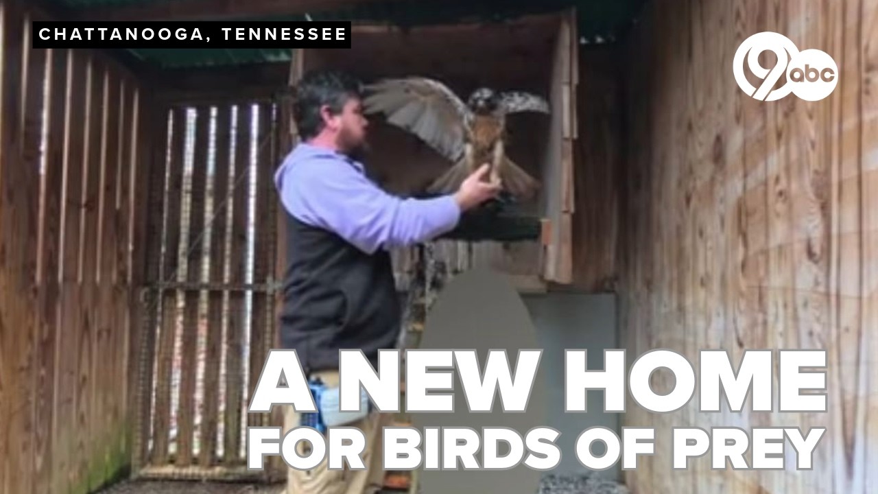 Amazing America 250: A new home to rehabilitate birds of prey in Tennessee