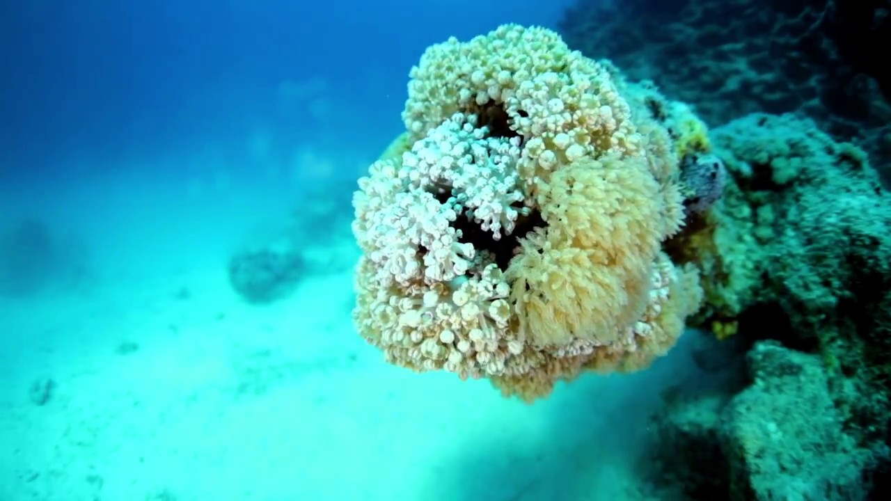 Saudi Arabia announces mega Red Sea tourism project