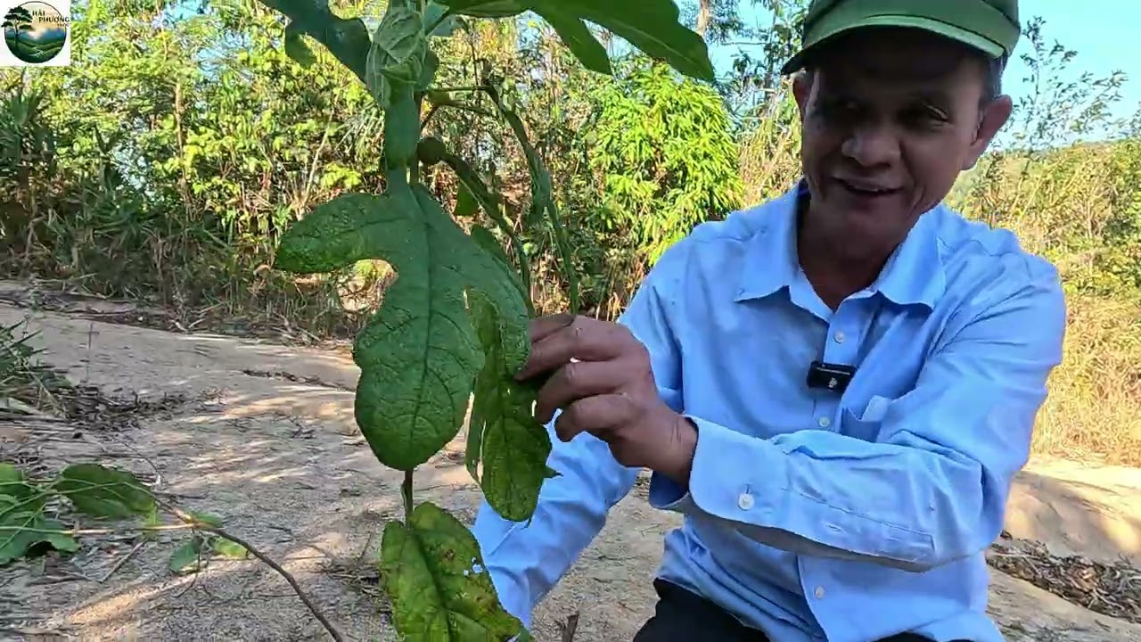 bị yếu sinh lý nam , xuất tinh sớm , suy giảm chức năng sinh lý hãy tìm ngay cây này