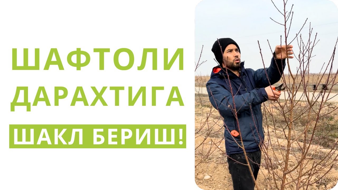 ШАФТОЛИ ДАРАХТИГА ШАКЛ БЕРДИК!