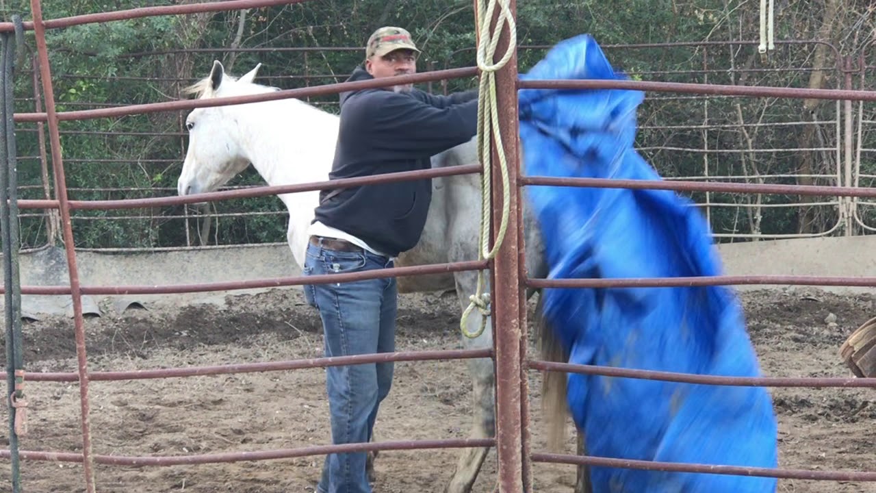 sacking a horse... a step further(Smoke