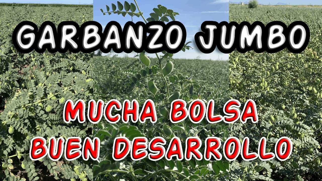GARBANZO JUMBO | DESARROLLO A 90 DÍAS DESDE LA SIEMBRA | SE VE GRAN PRODUCCIÓN