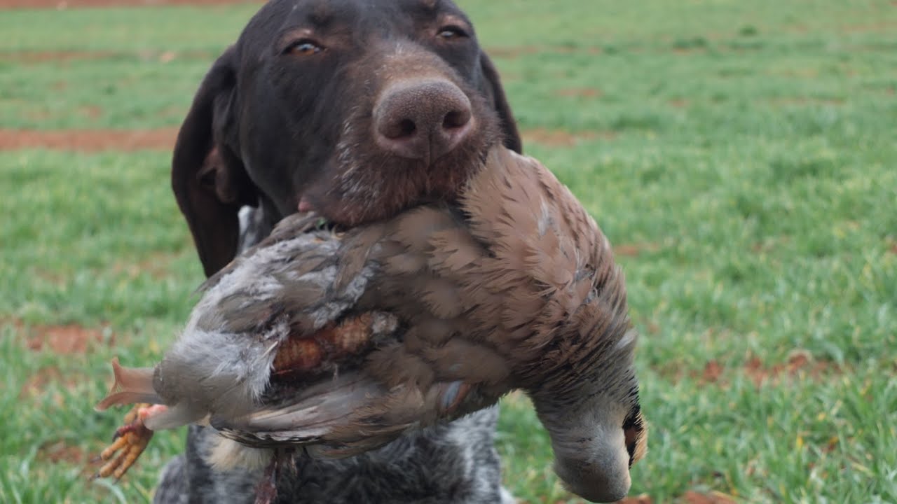 İZ TAKİBİ EĞİTİMİ NASIL VERİLİR ?( Av Köpeği Eğitimi ) Hunting Dog Training