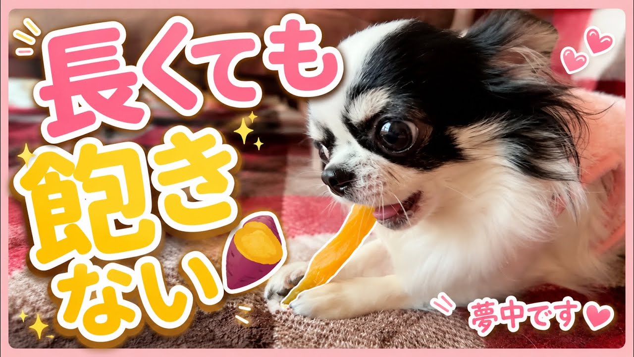 毎日テンション爆上がりになるさつまいも♪