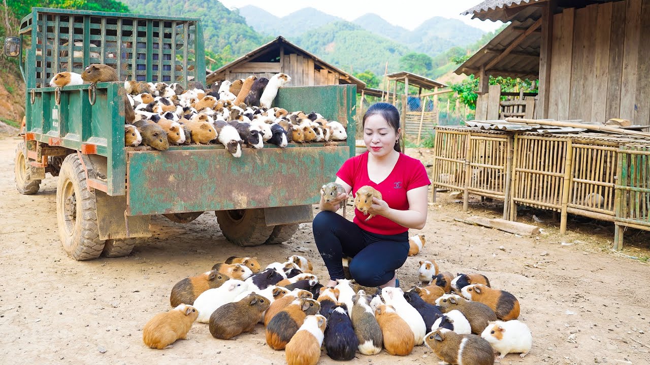 Harvest 200 Guinea Pigs - Use Truck Transport Many Guinea Pigs Go To Market Sell