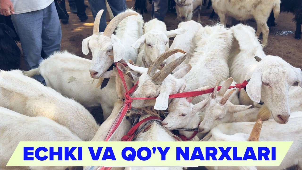 ONA QO’YLAR ECHKILAR NARXLARI OLMALIQ MOL BOZOR