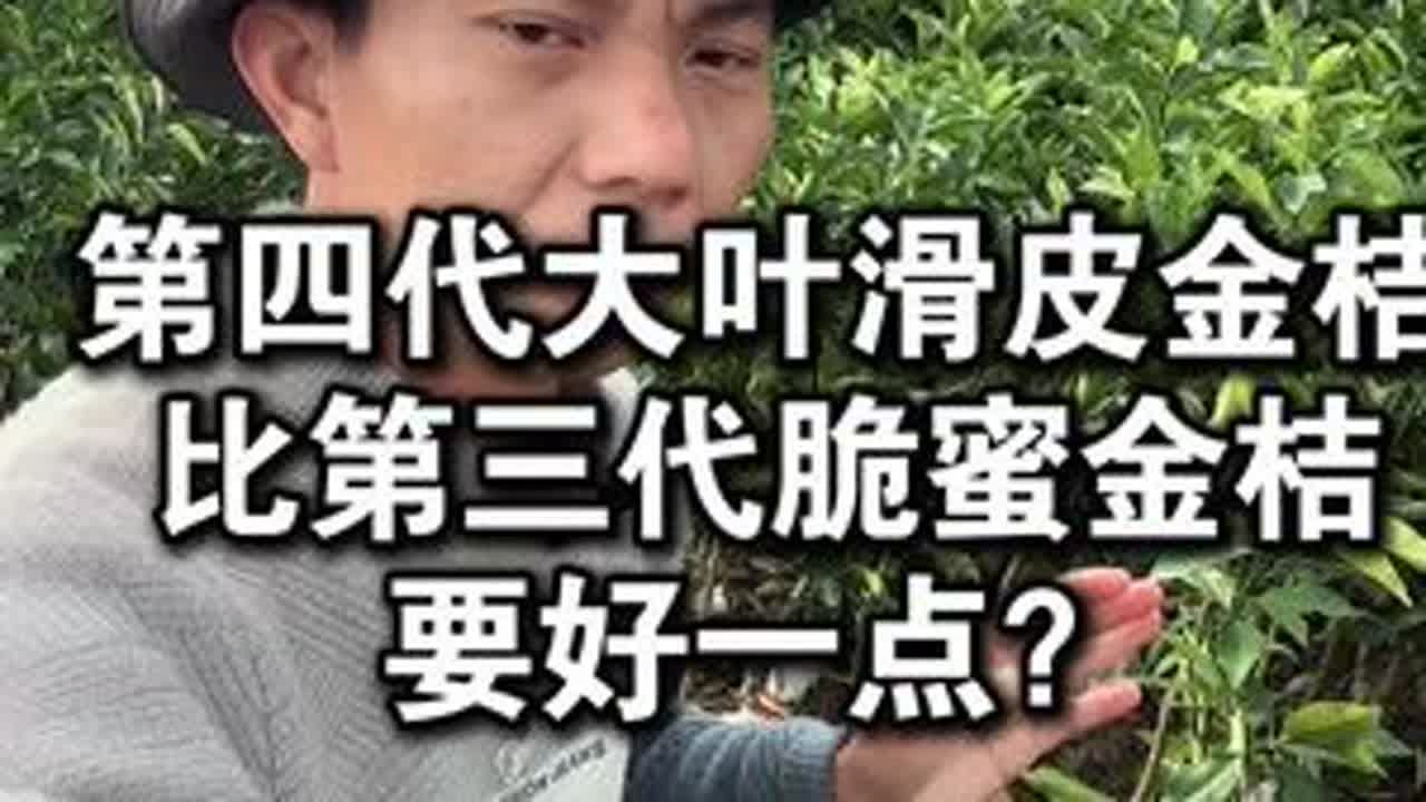 第四代大叶滑皮金桔比第三代脆蜜金桔好一点吗？易丰产吗？ #脆蜜金桔 #滑皮金桔 #果苗供应