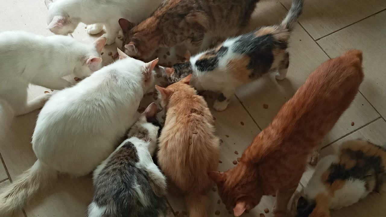 Cats & kittens are 874 & 783 & 709 & 626 & 525 & 508 & 460 & 384 & 269 & 231 & 131 &291 &225 &123&89