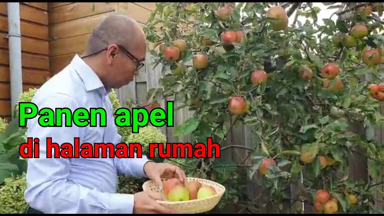 Panen apel di halaman rumah || @kebunomwahyu6787 (62)