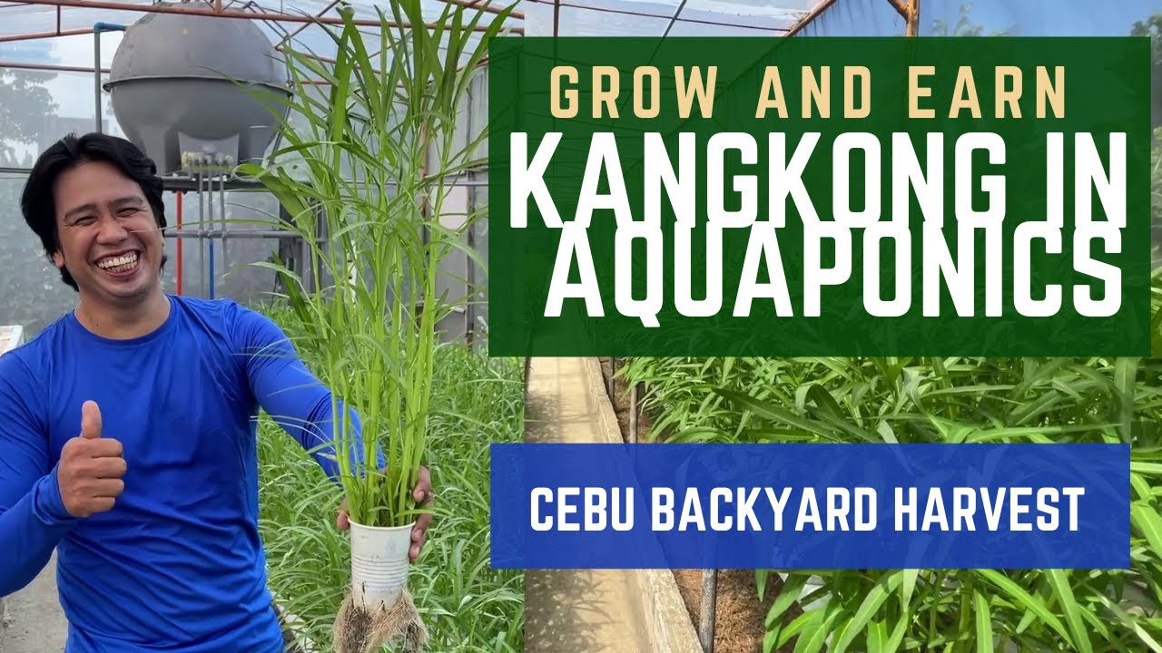 EASY WAY TO GROW KANGKONG | HOW TO GROW KANGKONG in AQUAPONICS
