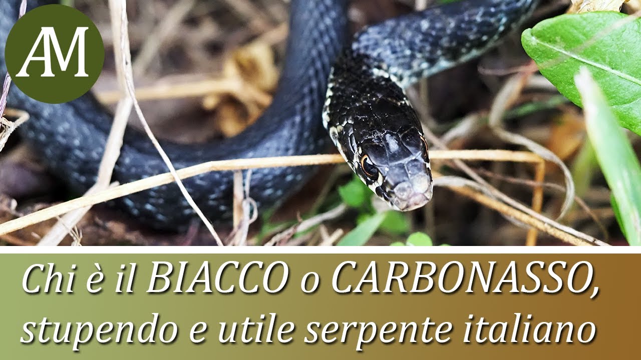 Biodiversità - Il biacco o carbonasso (Hierophis viridiflavus), splendido serpente italiano