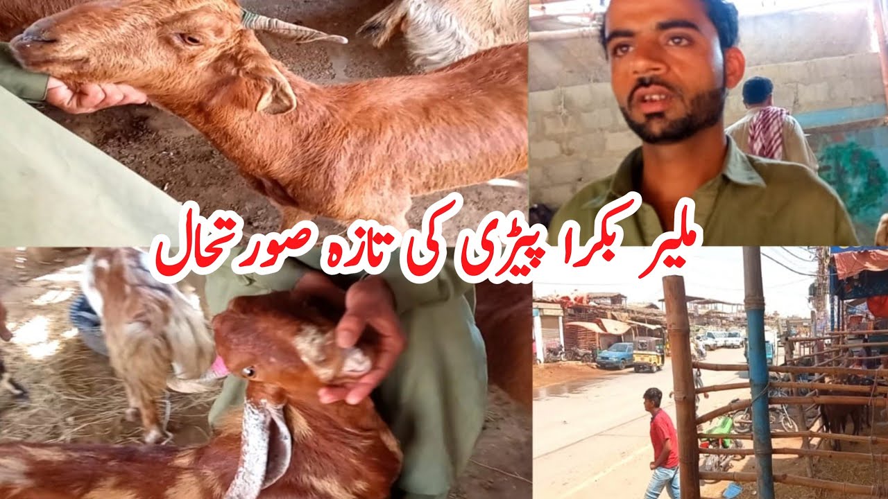 Malir Bakra Peri Latest Update | 17-March 2023 | Bakra Mandi Karachi 2023
