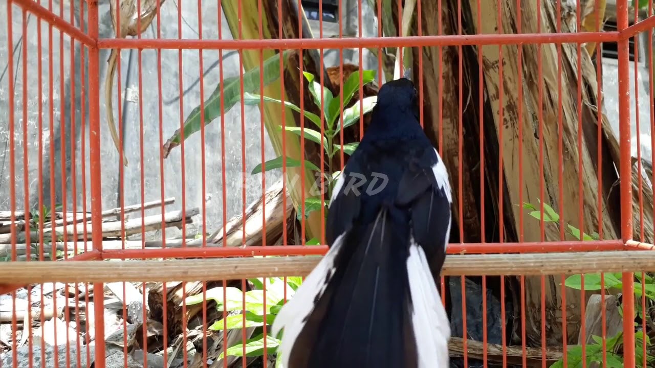 Apapun kacernya PASTI LANGSUNG RESPON  GACOR, dengar Kacer GACOR NGEPLONG DAN JUARA