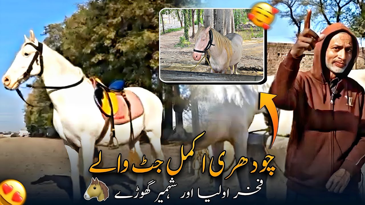 Ch Akmal Jutt Ka Nukra Ghora ( Fakhr Oliya OR Shahmeer 🐴) || Desi Horse Mare in Pakistan ❤️