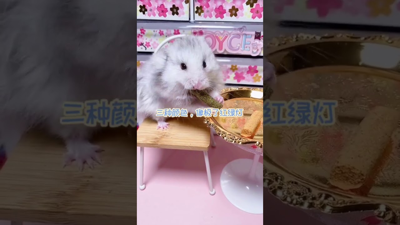 【抖音】【TikTok】【仓鼠】，小可爱们的集合，都认识我们吗，